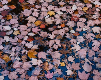 Christopher Burkett Pink Floating Leaves, Kentucky, 1990