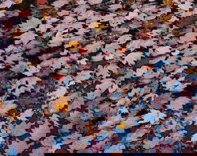 Christopher Burkett Pink Floating Leaves, Kentucky, 1990: Christopher Burkett (American, b. 1951) Pink Floating Leaves, Kentucky, 1990 Cibachrome print 18.25 x 23 (in) 31.75 x 35.75 x 1.25 (in) Framed Signed in pencil Christopher Burkett, lower right of mat