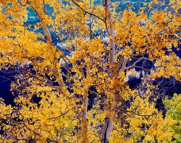 Christopher Burkett Radiant Mountain Aspen, Colorado, 1987