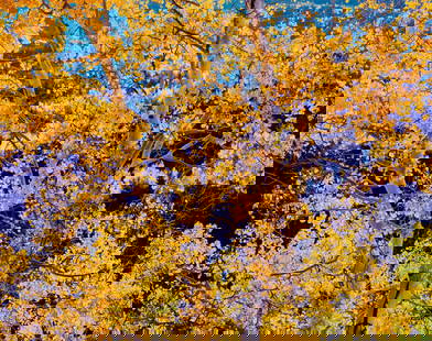 Christopher Burkett Radiant Mountain Aspen, Colorado, 1987: Christopher Burkett (American, b. 1951) Radiant Mountain Aspen, Colorado, 1987 Cibachrome print 18.25 x 23 (in) 29.25 x 35.25 x 1.25 (in) Framed Signed in pencil Christopher Burkett, lower right of ma