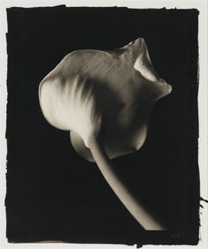 Kenro Izu Still Life #542, 1995, printed 1996