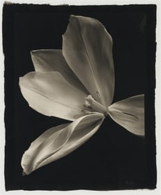 Kenro Izu Still Life #427, 1993, printed 1994