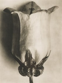 Karl Blossfeldt Campanula, Canterbury Bell, 1942