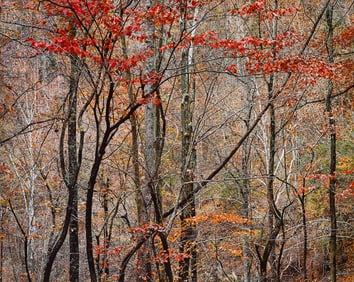 Christopher Burkett Bold Autumn Forest, Tennessee, 1989, printed later