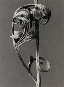 Karl Blossfeldt Anemone, Pulsatilla (detail), 1920, printed 1996