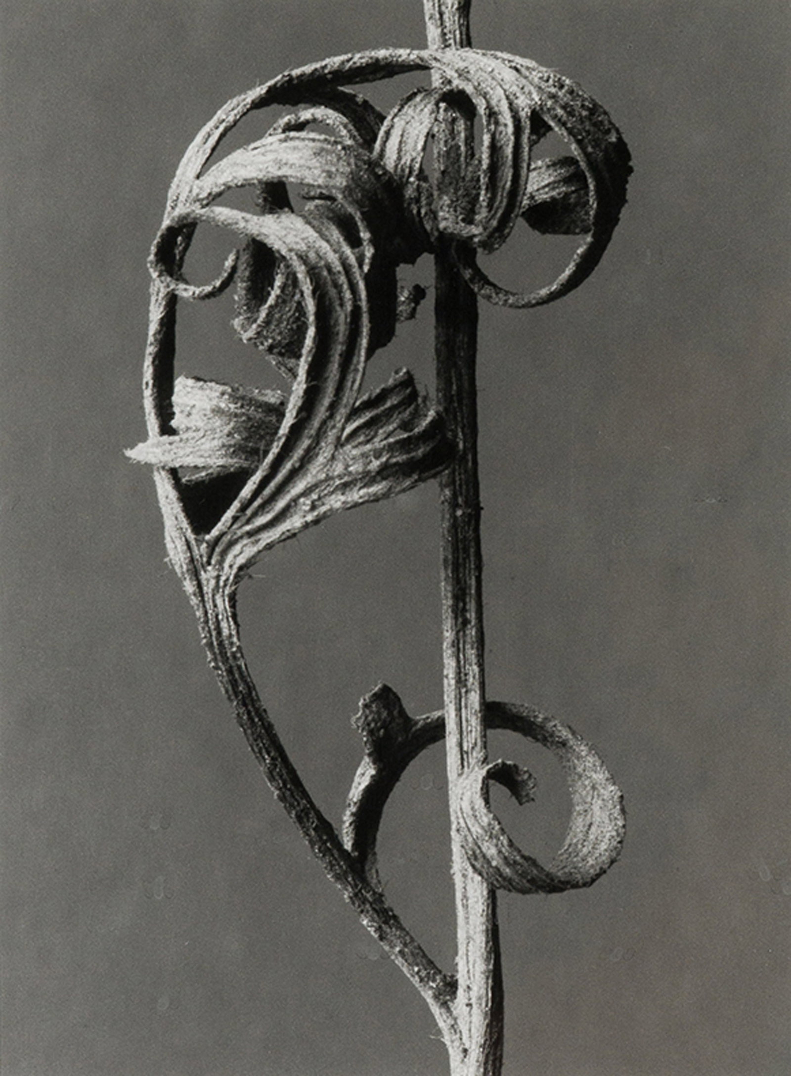 Karl Blossfeldt Anemone, Pulsatilla (detail), 1920, printed 1996 (1 of 2)