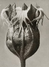 Karl Blossfeldt Tellima grandiflora, 1928, printed 1996