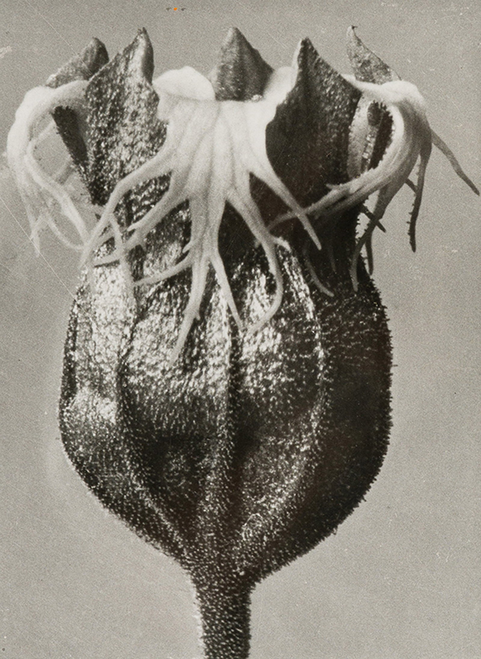 Karl Blossfeldt Tellima grandiflora, 1928, printed 1996 (1 of 2)