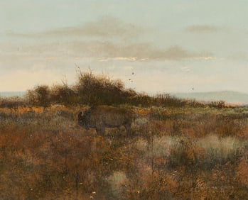 Douglas Ricks Buffalo in Field