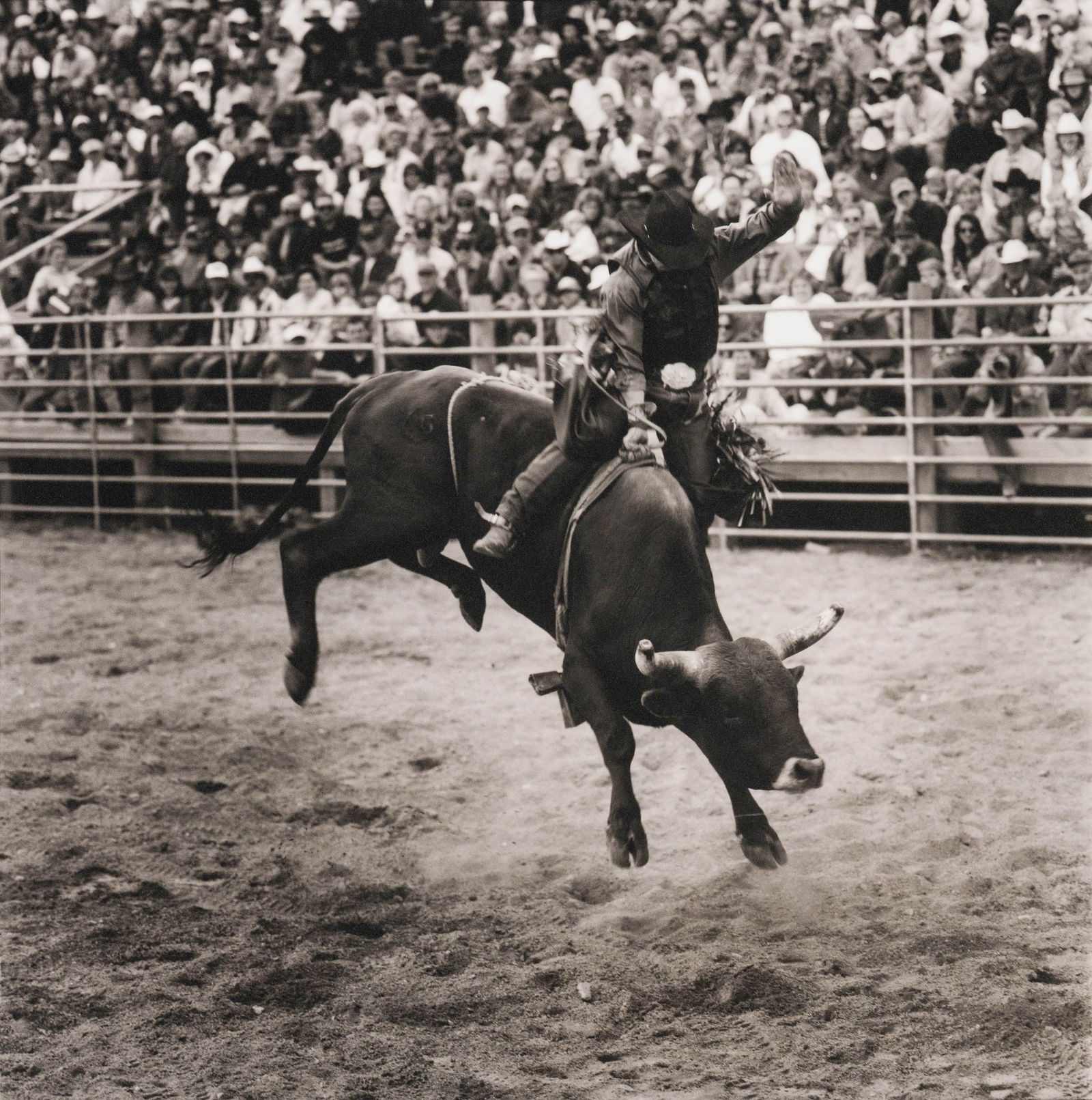 Wouter Deruytter Ennis (Rick Wock), 1999 printed later: Wouter Deruytter (Belgian, b. 1967) Ennis (Rick Wock), 1999 printed later Gelatin silver print on board 34.25 x 34.25 (in) 39.5 x 39.75 x 0.75 (in) framed Unsigned $1,000 - $2,000 From the series "Cow