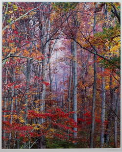 Christopher Burkett, Glowing Autumn Forest: Christopher Burkett (American, b. 1951) Glowing Autumn Forest Cibachrome 40 in x 30 in Signed Christopher Burkett in pencil, lower right in matte and verso