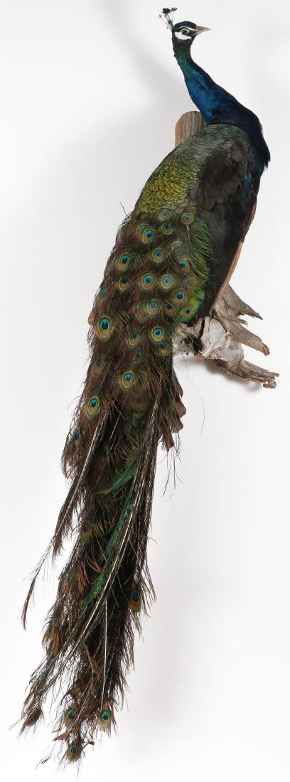 BEAUTIFUL TAXIDERMY LIFE-SIZED FULL BODY PEACOCK: A BEAUTIFUL TAXIDERMY LIFE-SIZED FULL BODY PEACOCK MOUNT. Of good color and form. Height 79 inches (200.5 cm).