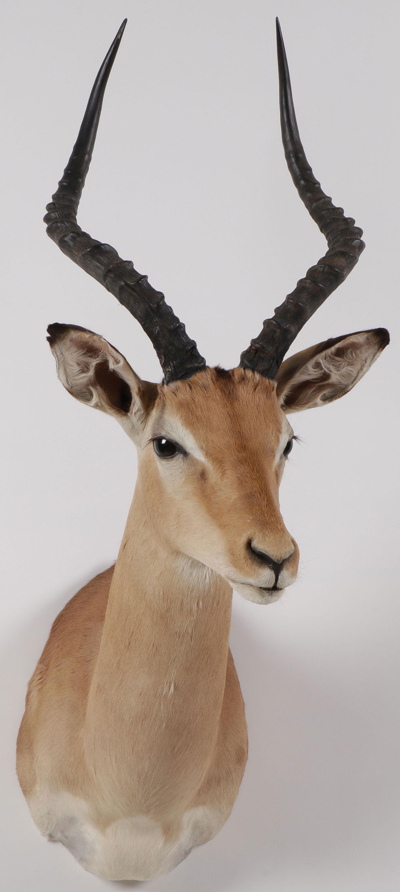 AN IMPALA TROPHY TAXIDERMY MOUNT: AN IMPALA TROPHY TAXIDERMY MOUNT. A shoulder mount of an impala with suspension device on verso. Height 36 inches. SHIPPING NOTICE: Jackson's is your sole and only source for one stop packing an