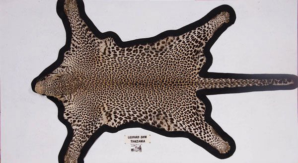 A VERY FINE SPOTTED LEOPARD SKIN RUG Tanzania, mi: A VERY FINE SPOTTED LEOPARD SKIN RUG Tanzania, mid 20th century with full head mounted on wool felt backing and further mounted to a painted display board, 94 inches by 61 inches. Estimate $400-$600