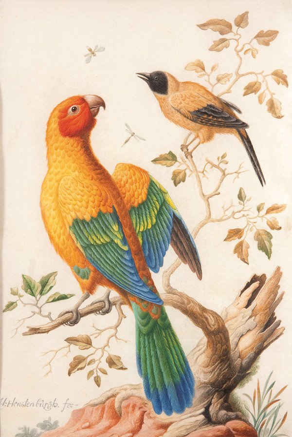 PAINTING Attributed to HERMAN HENSTENBURGH: Attributed to HERMAN HENSTENBURGH (Dutch 1667-1726) Parrot and a Black-headed Oriole Watercolor and gouache on vellum Signed lower left H. Henstenburgh Images size 11.5 inches x 7.75 inches Estimate $