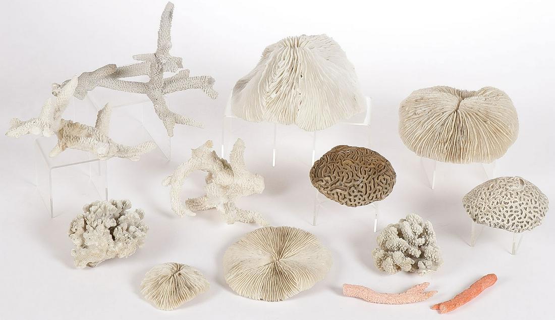LARGE MIXED CORAL SPECIMEN GROUP: LARGE MIXED CORAL SPECIMEN GROUP. Comprising various species. Greatest measurement 7 inches. SHIPPING NOTICE: Jackson's is your sole and only source for one stop packing and shipping. With over 50 yea