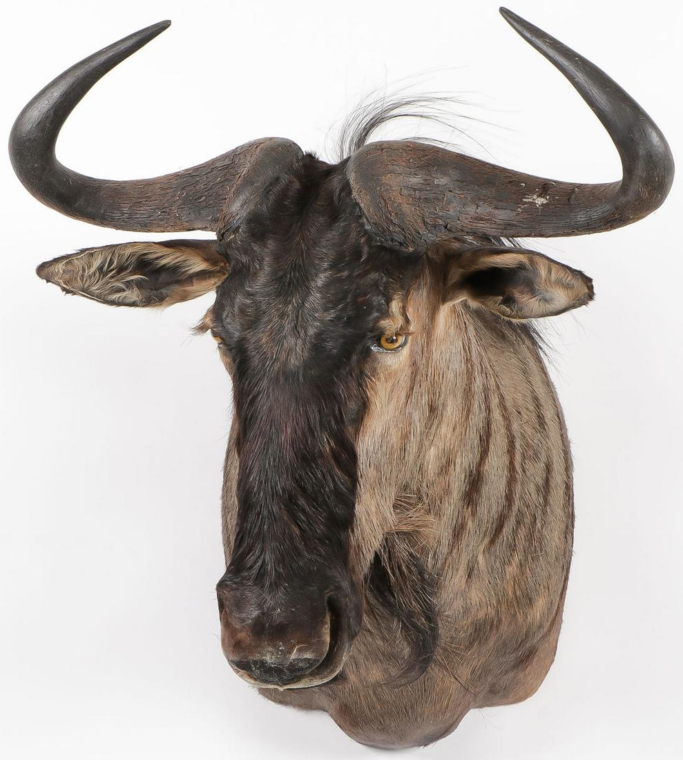 AN IMPRESSIVE GREY WILDEBEEST SHOULDER MOUNT: AN IMPRESSIVE GREY WILDEBEEST SHOULDER MOUNT. A taxidermy mount of an African grey wildebeest. Height 43 inches. SHIPPING NOTICE: Jackson's is your sole and only source for one stop packing and shipp