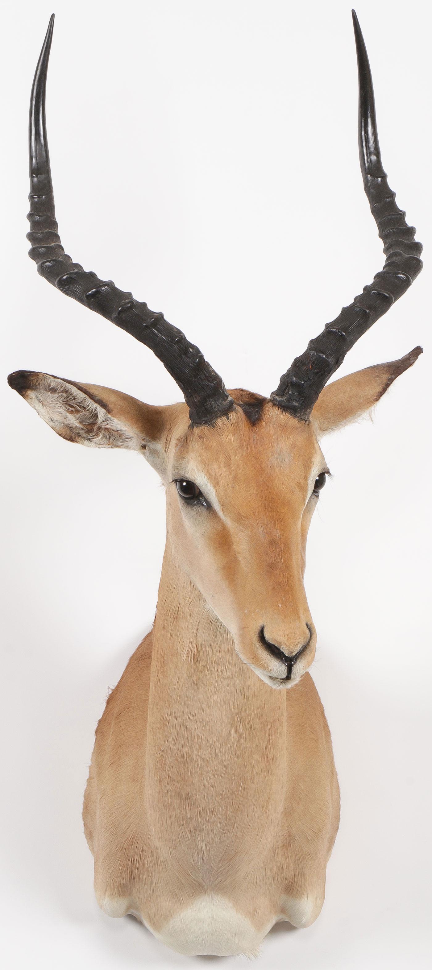 AFRICAN IMPALA MOUNT: AFRICAN IMPALA MOUNT. A taxidermy shoulder mount of an impala. Height 37 inches. SHIPPING NOTICE: Jackson's is your sole and only source for one stop packing and shipping. With over 50 years of exper