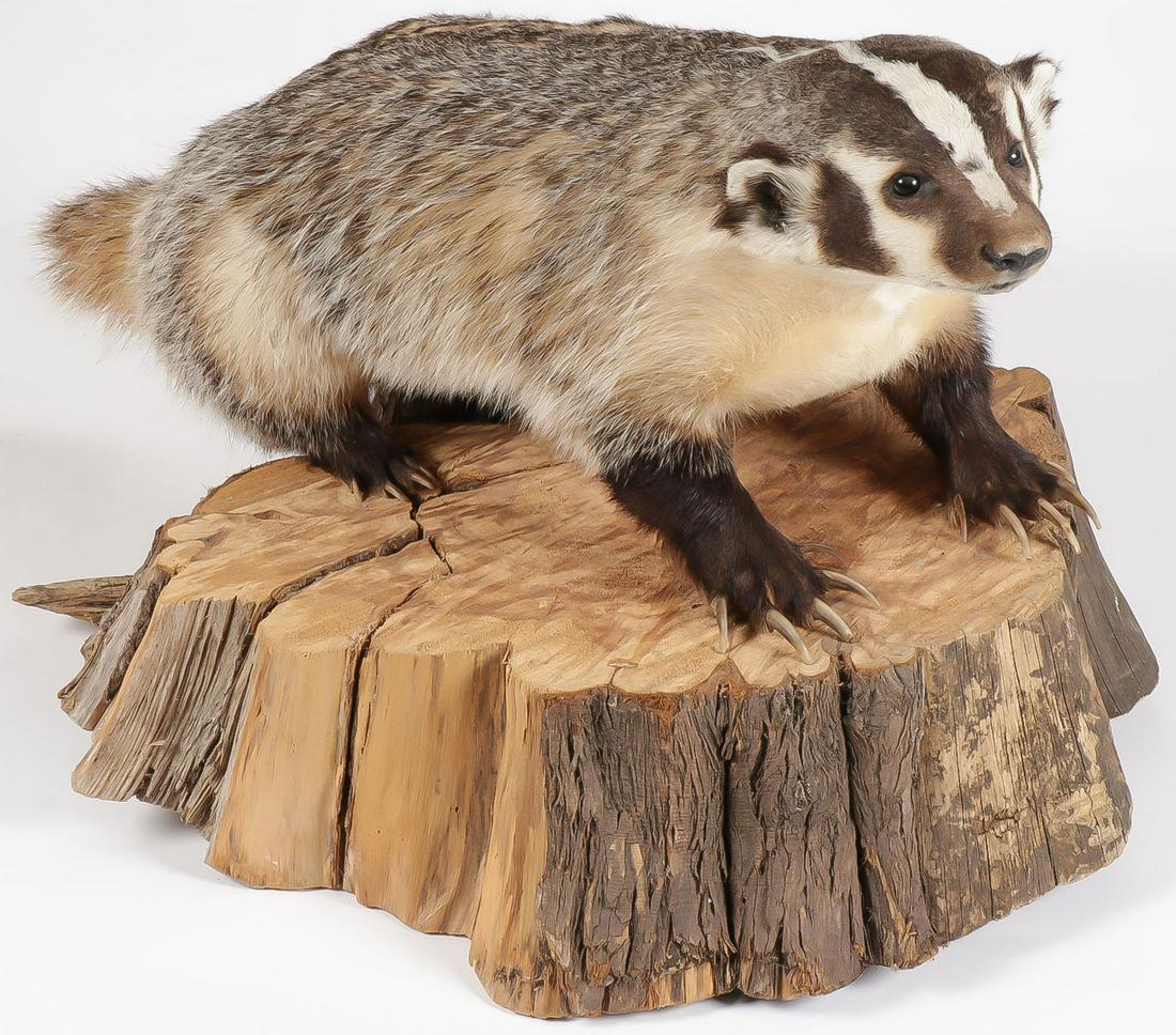 A BADGER TAXIDERMY MOUNT: A BADGER TAXIDERMY MOUNT. A full body mount of a badger. Height 18 inches. Jackson's prefers buyer arranges shipping for this lot, and will be happy to provide names of shipping services available.