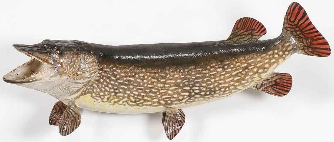 A FULL BODY MUSKIE MOUNT: A FULL BODY MUSKIE MOUNT. A taxidermy mount of a muskie. Length 35 inches.SHIPPING NOTICE:Jackson's is your sole and only source for one stop packing and shipping. With over 50 years of experience,