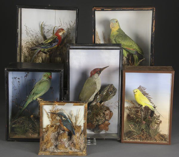 6 VICTORIAN TAXIDERMIED EXOTIC BIRD MOUNTS: A GROUP OF 6 VICTORIAN TAXIDERMIED EXOTIC BIRD MOUNTS, circa 1890-1920. Each individually framed in a diorama setting. The largest 17 inches tall.