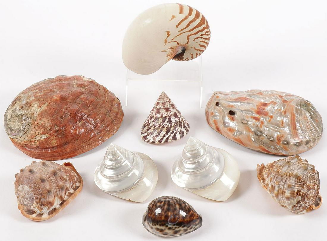 GOOD SHELL SPECIMEN GROUP: GOOD SHELL SPECIMEN GROUP. Comprising nine quality pieces, as shown, including nautilus, abalone, and others. Greatest measurement 8.25 inches.SHIPPING NOTICE:Jackson's is your sole and only source