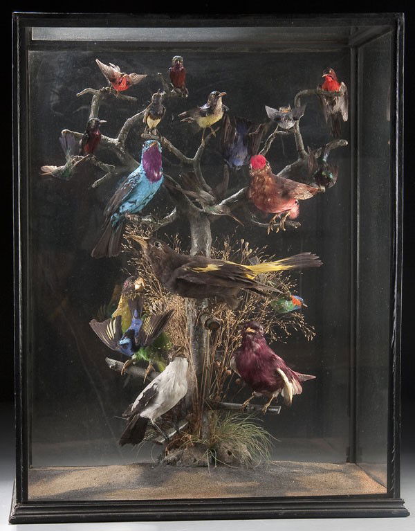 VICTORIAN TAXIDERMIED EXOTIC BIRD MOUNTED DISPLAY: AN IMPRESSIVE VICTORIAN TAXIDERMIED EXOTIC BIRD MOUNTED DISPLAY, CIRCA 1860-1890. Comprising 19 various mounted birds including hummingbirds and other colorful species. Depicted resting on a multi-bra