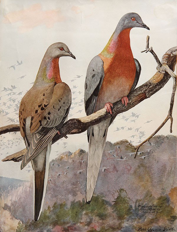 1911 ITHACA GUN COMPANY CALENDAR LITHOGRAPH, of p: 1911 ITHACA GUN COMPANY CALENDAR LITHOGRAPH, of passenger pigeons, after the original by Louis Fuertes. 18 inches x 13.25 inches.