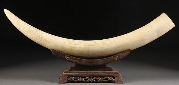 A FINE ASIAN ELEPHANT IVORY TUSK: A FINE ASIAN ELEPHANT IVORY TUSK, LATE 19TH/EARLY 20TH CENTURY. Displayed on a conforming Jichimu (chicken wood) stand. Length 29.75 inches (75.5 cm). Weight 7 lbs, 5 ounces.
