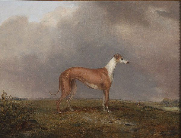 BRITISH DOG PAINTING, 19TH CENTURY: BRITISH SCHOOL (19th century)Portrait of a Whippet - circa 1830Oil on canvasUnsigned14 inches x 18 inches (35.7 x 46 cm)