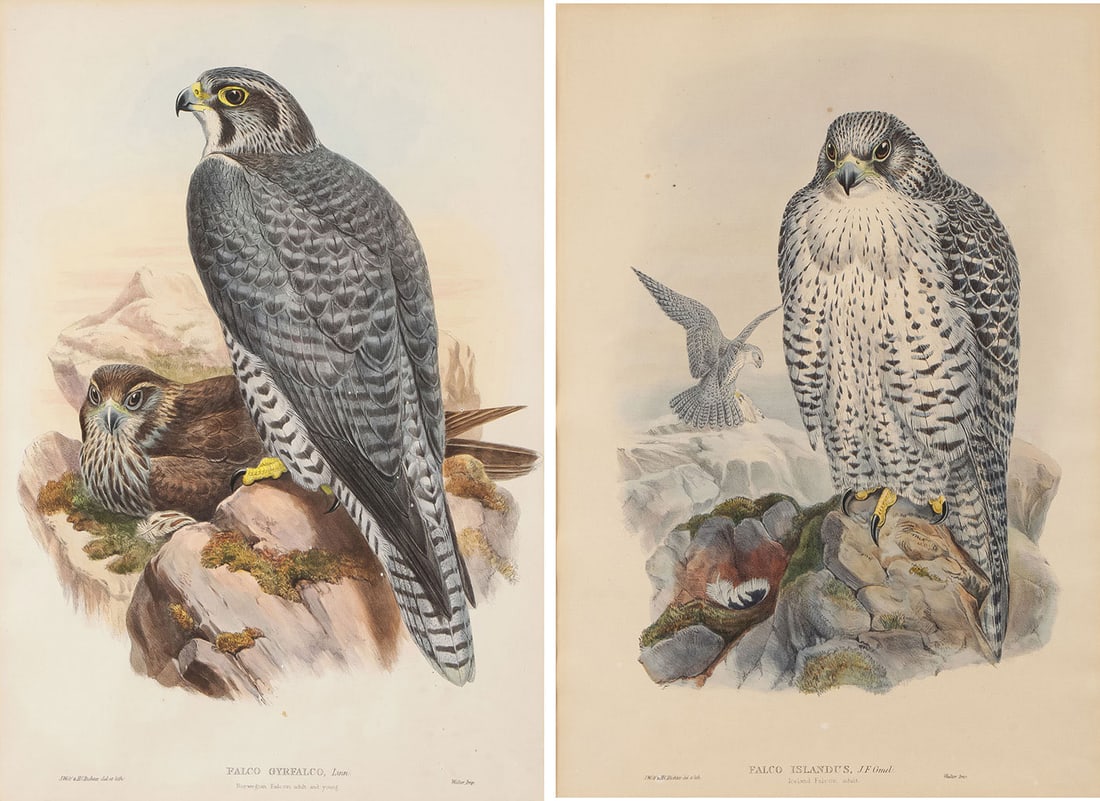 PAIR HAND-COLORED FALCON PRINTS C. 1870: PAIR HAND-COLORED FALCON PRINTS C. 1870 Comprising two similarly framed works from The Birds of Great Britain (London, 1873), John Gould (1804-1881) and printed by J. Wolf & H. C. Richter including th
