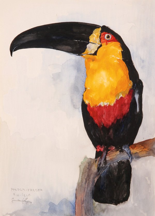 EXCEPTIONAL WATERCOLOR ARTIST SIGNED & DATED 1928: GUSTAV JÄGER(German 1874-1957) Resting Toucan- 1928 Watercolor on paper Signed and dated lower left 15.4 inches x 11 inches (39 x 28 cm)