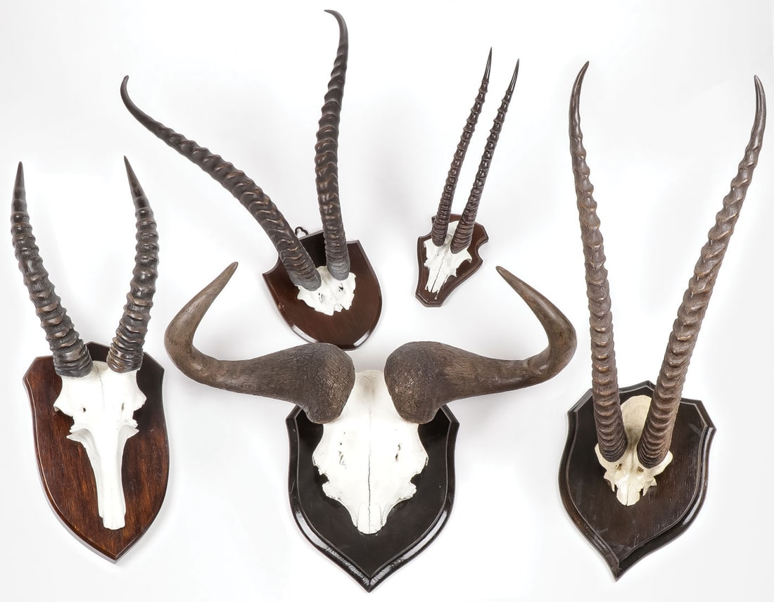 GROUP OF AFRICAN SKULL CAP MOUNTS (1 of 6)