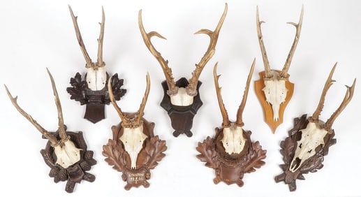 SEVEN GERMAN ROE DEER MOUNTS