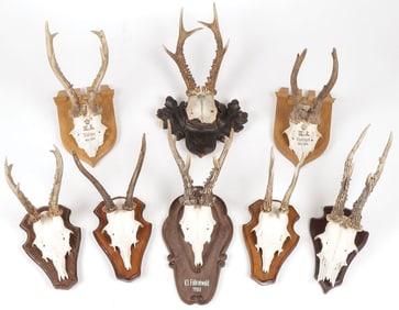EIGHT GERMAN ROE DEER MOUNTS