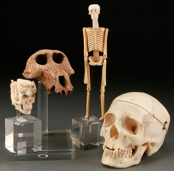 A CARVED BONE AND SKULL GROUP: A CARVED BONE AND SKULL GROUP, Comprising a human skull with hinged mandible, an ape skull top, a carved bone skeleton, and a carved bone skull with scorpion. Three with Lucite display stands. Larges