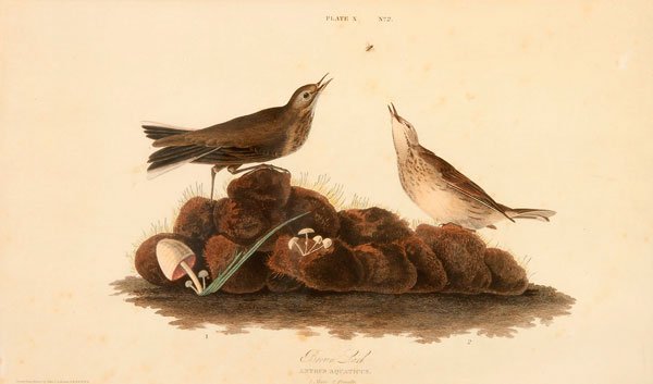 JOHN J. AUDUBON BROWN LARK HAND COLORED ENGRAVING: JOHN JAMES AUDUBON(American 1785-1851) Brown Lark (by W.H. Lizars,printed by Havell, Pl. X. No. 2, from The Birds of America) Hand colored engraving with etching 12.8 inches x 20.4 inches (32.5 x 51.8