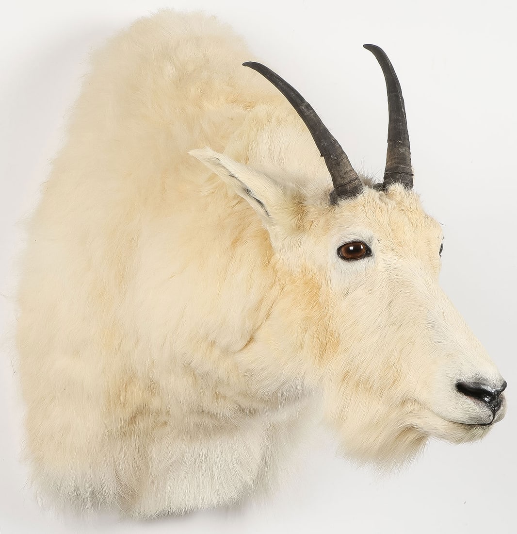 MOUNTAIN GOAT MOUNT - 2