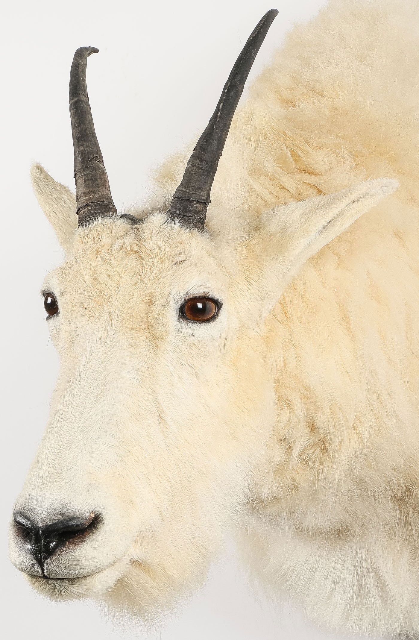 MOUNTAIN GOAT MOUNT - 3