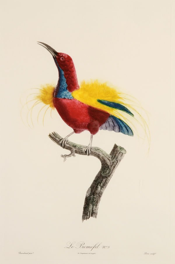 TWO PAIR OF JACQUES BARRABAND BIRD ENGRAVINGS: TWO PAIRS OF COLOR ENGRAVINGS OF BIRDS, JACQUES BARRABAND (FRENCH 1767-1809). The first two, “A Sifilet” (Number 7) and “A Promefil” (Number 8), After Barraband, second part of the 20th centur