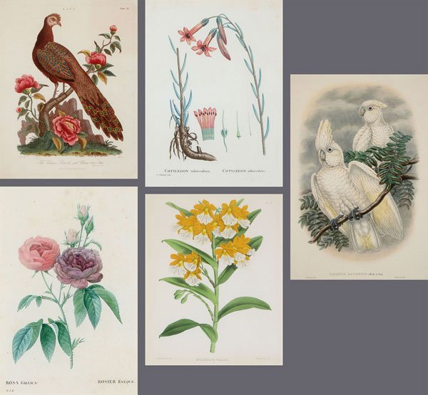 BOTANICAL AND ORNITHOLOGICAL FRAMED PRINTS: A GROUP OF BOTANICAL AND ORNITHOLOGICAL FRAMED PRINTS, comprising a Chinese Peacock by Samuel Arent Edwards (10.75 inches x 8 inches), Cotyledon Tuberculosa by P.J. Redoute (11.25 inches x 8 inches), 
