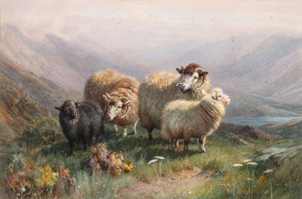 FINE SIGNED SCOTTISH HIGHLAND SHEEP PAINTING CIRCA 1890: WILLIAM R.C. WATSON(British 1866-1921) Highland Sheep Watercolor and gouache Signed lower right 10 inches x 15 inches (25.4 x 38.1 cm)