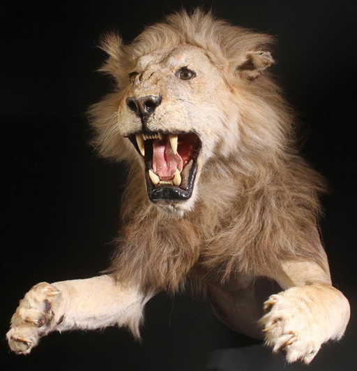taxidermy half body lion trophy wall mount