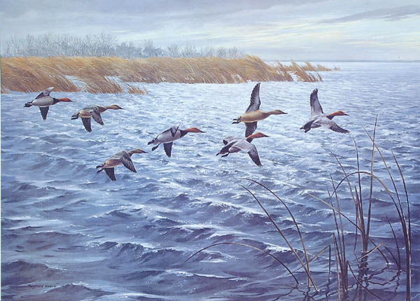 MAYNARD REECE WILDLIFE PRINTS (American b. 1920);: MAYNARD REECE WILDLIFE PRINTS (American b. 1920);A group of 29 unframed signed wildlife prints including Canvasbacks (25" x 18"), Afternoon Shadows - Bobwhites (24" x 16"), Autumn Trio - Ring-necked P