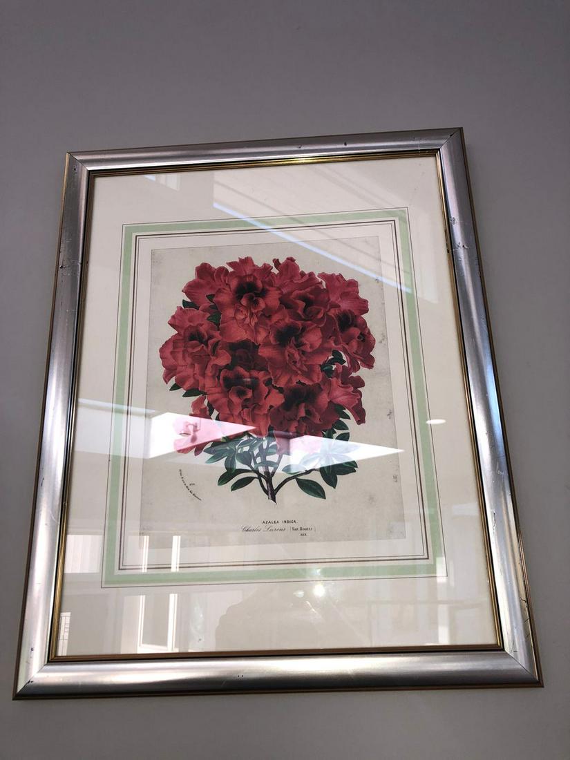 LOT OF 6 Botannical Prints Approx 18 x 15 PICK UP IN (1 of 4)