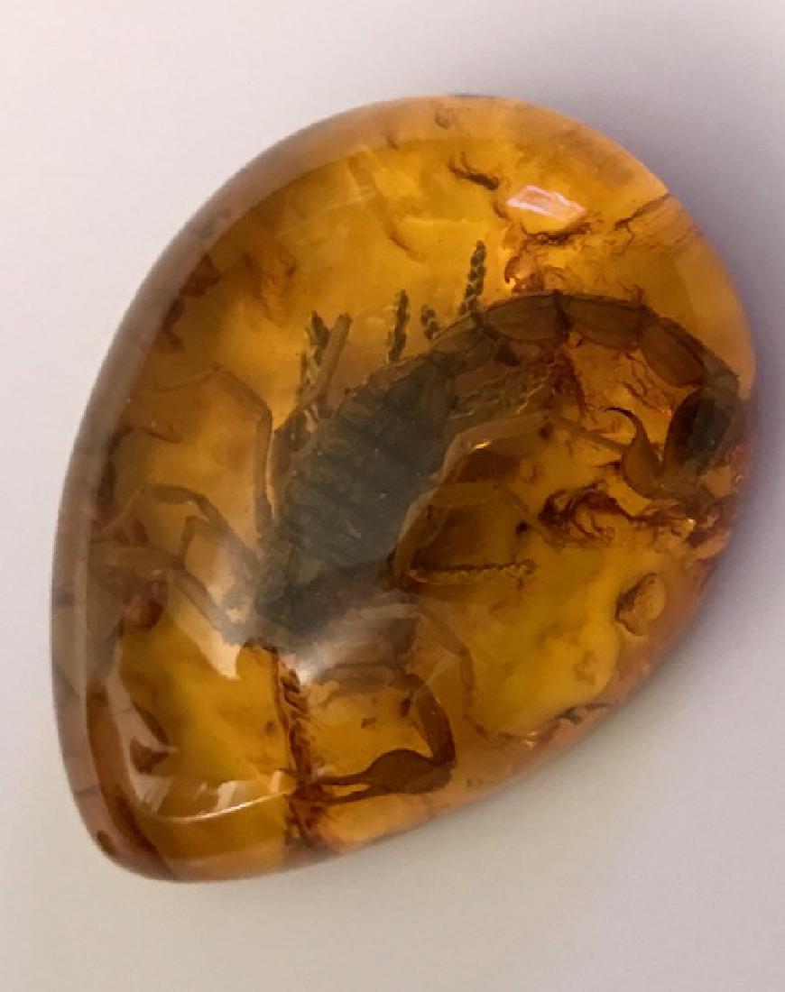 Amber Encased Desert Scorpion Teardrop Amulet: Amber Encased Desert Scorpion Teardrop Amulet
