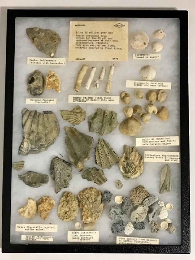 Authentic 15 Million Year Old Fossil Collection: Unbelievable Large Collection – See all Photos
