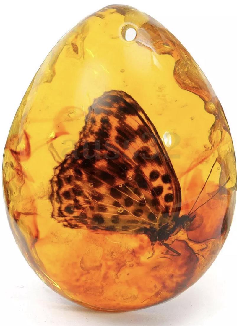 Amber Encased Amazon Butterfly Teardrop Amulet: Amber Encased Amazon Butterfly Teardrop Amulet