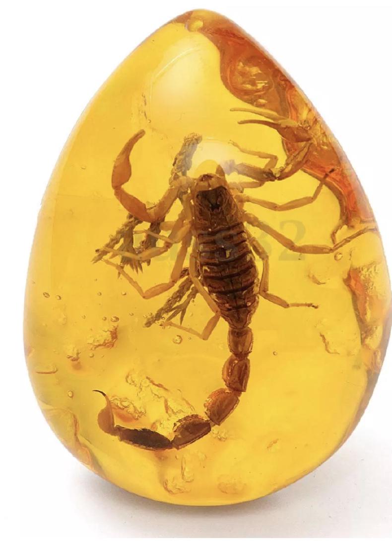 Amber Encased Desert Scorpion Teardrop Amulet: Amber Encased Desert Scorpion Teardrop Amulet