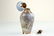A fine gold mounted French enamel perfume bottle - 6